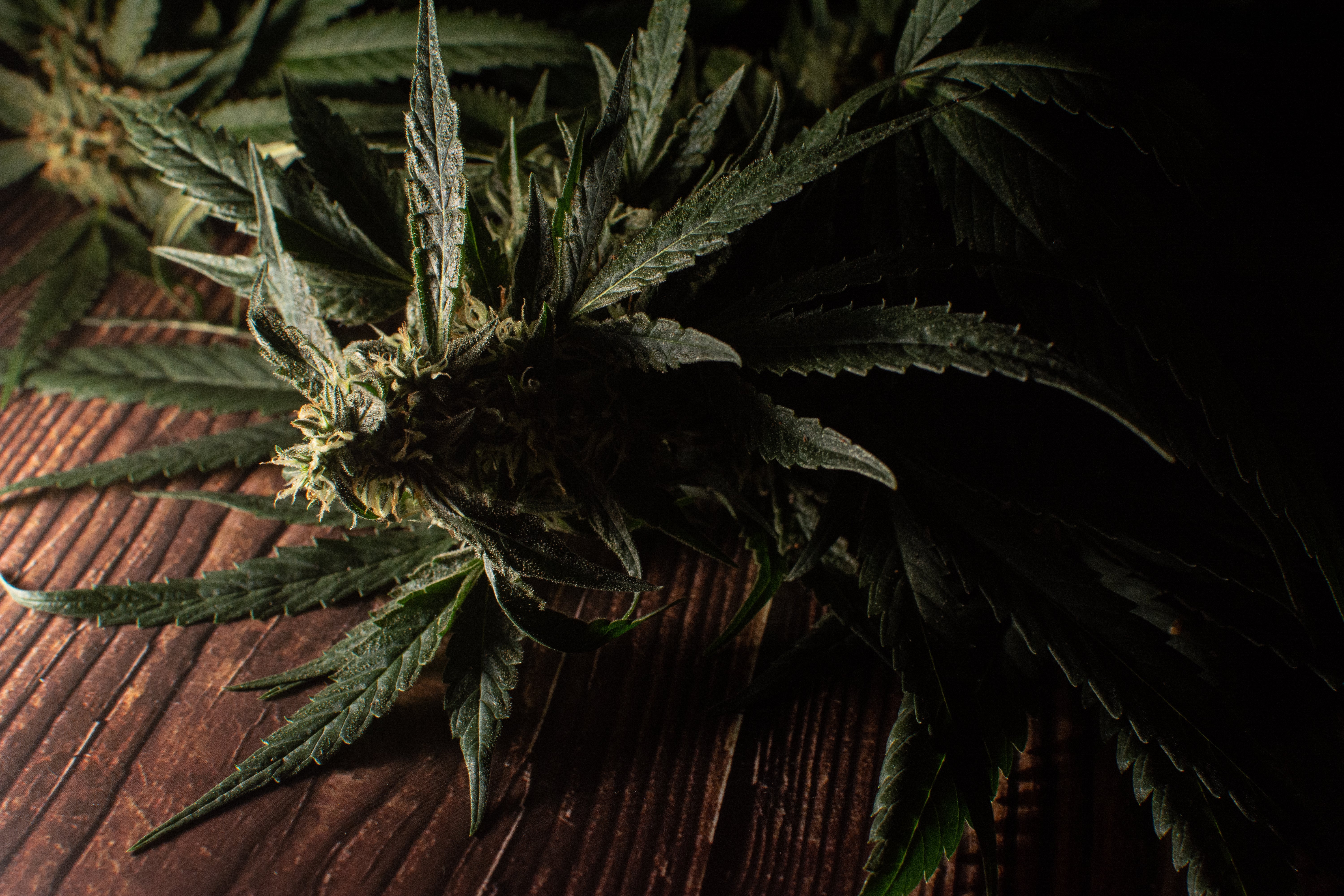 Cannabis Werbung: Google startet Pilotprojekt in Kanada – was bedeutet das für Deutschland?